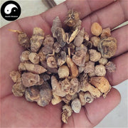 Shan Ci Gu 山慈菇, Indian Iphigenia Bulb, Rhizoma Pleionis-Health Wisdom™
