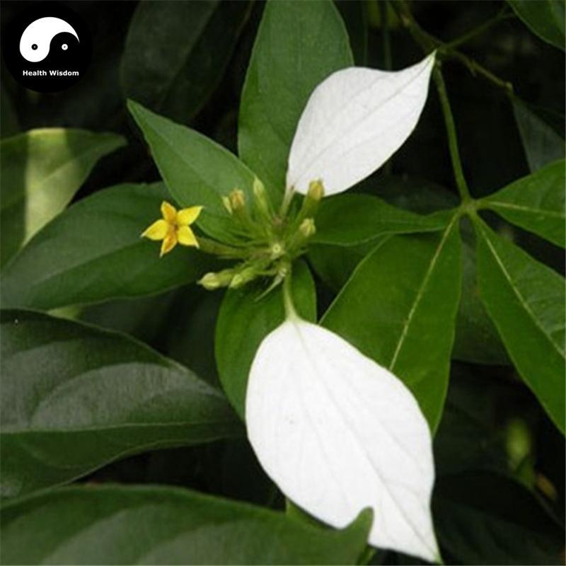 Shan Gan Cao 山甘草, Yu Ye Jin Hua, Hu Die Teng, Mussaenda Pubescens-Health Wisdom™