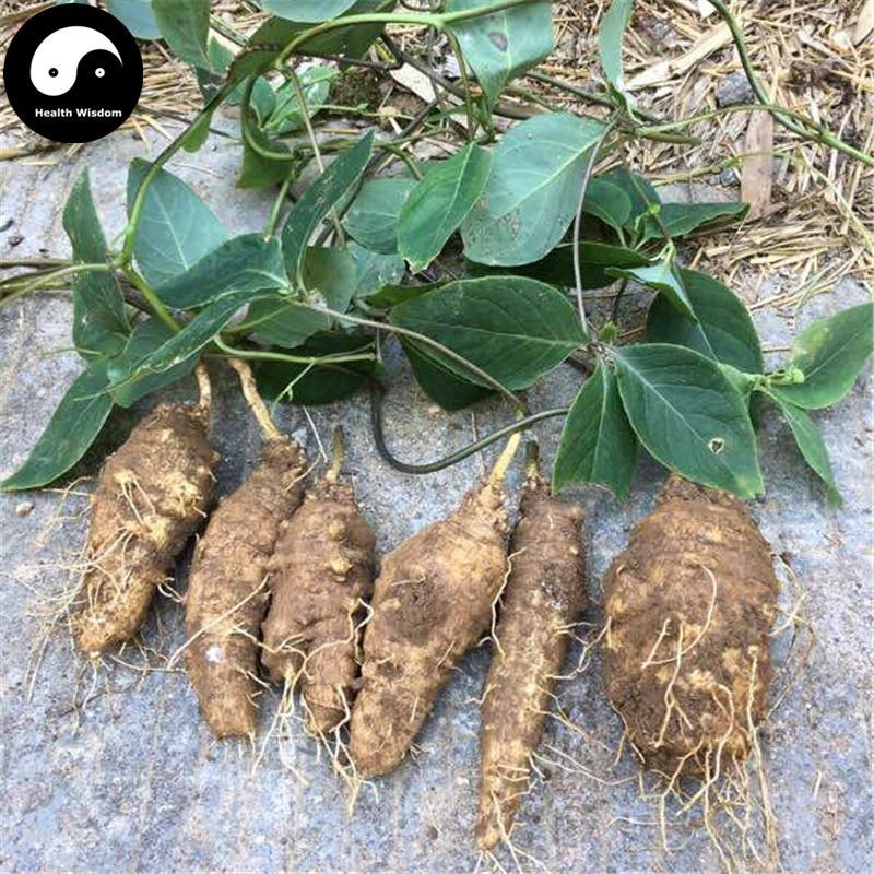 Shan Hai Luo 山海螺, Lance Asiabell Root, Radix Codonopsis Lanceolatae, Yang Ru Gen, Si Ye Shen-Health Wisdom™