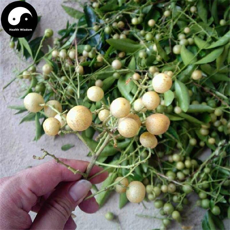 Shan Huang Pi 山黄皮, Cortex Clausena Excavata Burm, Ji Pi Guo Bark-Health Wisdom™