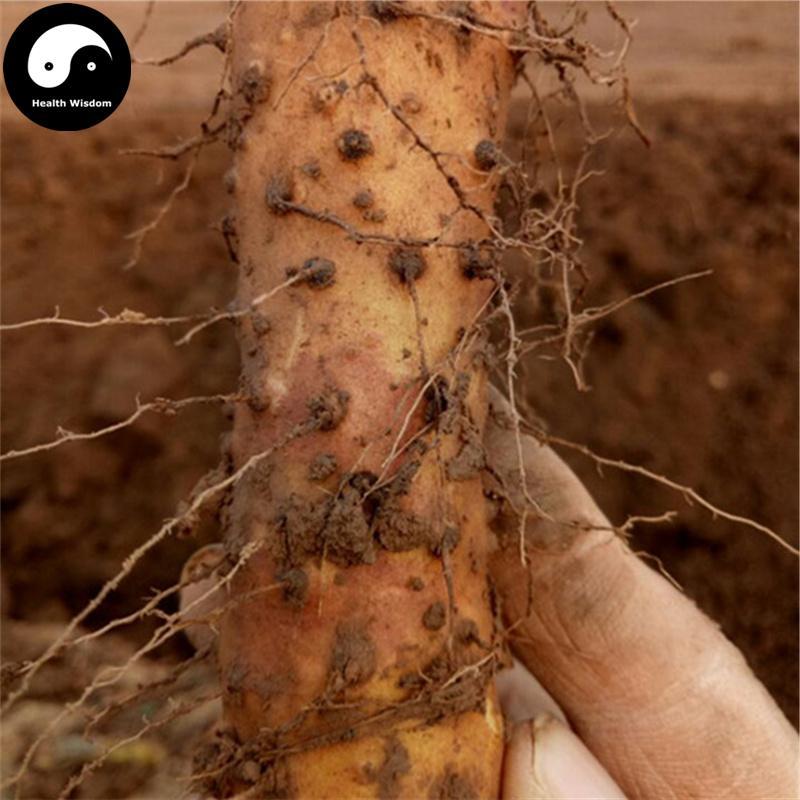 Shan Yao 山药, Rhizoma Dioscoreae, Chinese Yam Rhizome, Shu Yu-Health Wisdom™