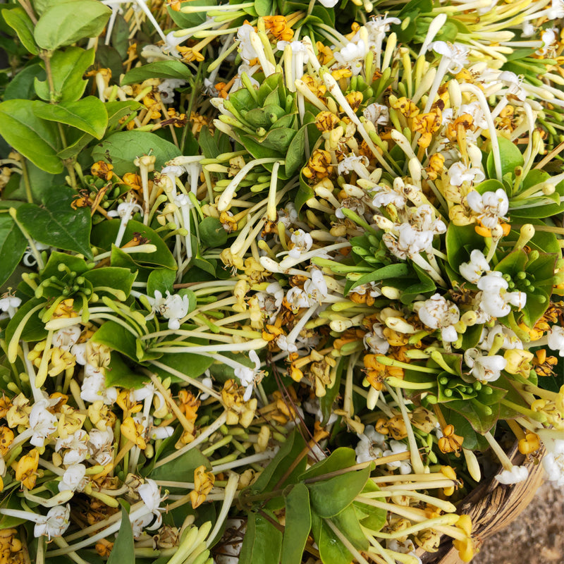 Buy Best Herb Shan Yin Hua 山銀花, Flos Lonicera Hypoglauca, Wild — Health  Wisdom™