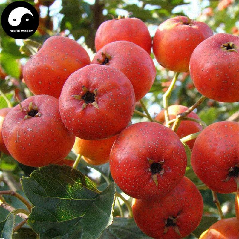 Shan Zha He 山楂核, Semen Crataegi, Seed of Chinese Hawthorn-Health Wisdom™