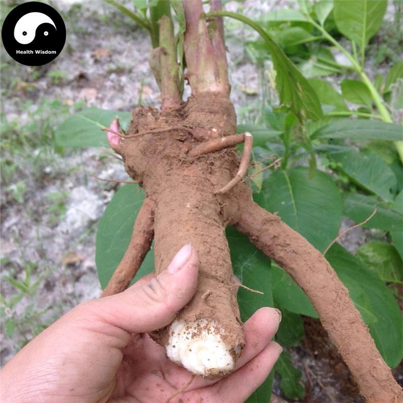 Shang Lu 商陸, Pokeberry Root, Radix Phytolaccae, Jian Zhong Xiao-Health Wisdom™