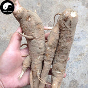 Shang Lu 商陸, Pokeberry Root, Radix Phytolaccae, Jian Zhong Xiao-Health Wisdom™