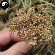 She Chuang Zi 蛇床子, Fructus Cnidii, Common Cnidium Fruit-Health Wisdom™