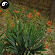 She Gan 射幹, Rhizoma Belamcandae, Blackberrykiky Rhizome-Health Wisdom™
