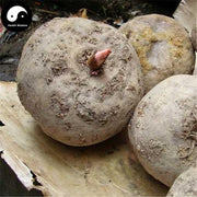 She Liu Gu 蛇六谷, Mo Yu, Devilstongue, Rivier Giantarum Rhizome, Rhizoma Amorphophalli-Health Wisdom™