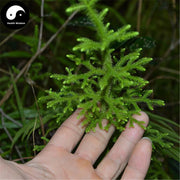 Shen Jin Cao 伸筋草, Herba Lycopodii, Common Clubmoss Herb-Health Wisdom™