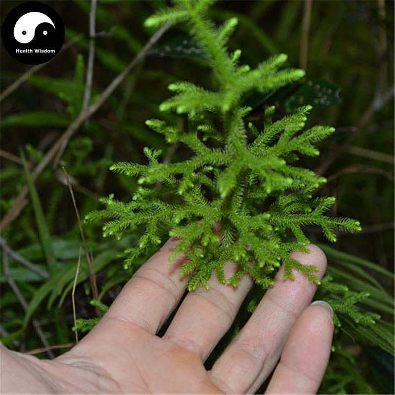 Shen Jin Cao 伸筋草, Herba Lycopodii, Common Clubmoss Herb-Health Wisdom™