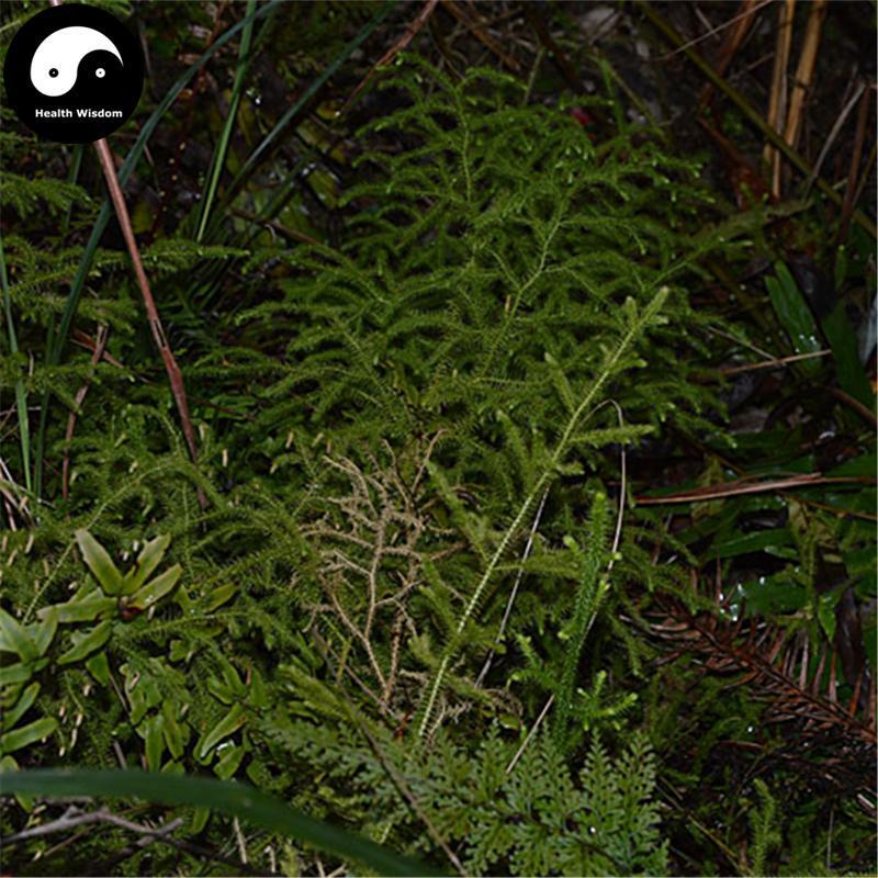 Shen Jin Cao 伸筋草, Herba Lycopodii, Common Clubmoss Herb-Health Wisdom™
