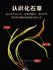 Shen Jing Cao 肾精草, Herb Tea Habenaria Ciliolaris, Kidney Care Tea Hua Shi Cao 化石草-Health Wisdom™