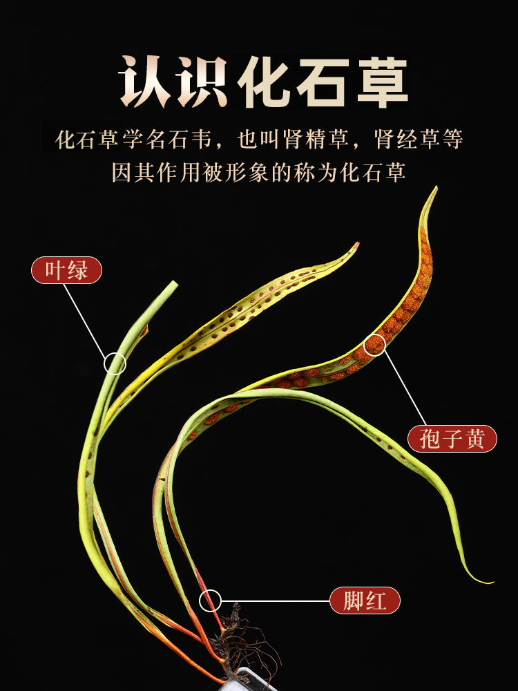 Shen Jing Cao 肾精草, Herb Tea Habenaria Ciliolaris, Kidney Care Tea Hua Shi Cao 化石草-Health Wisdom™