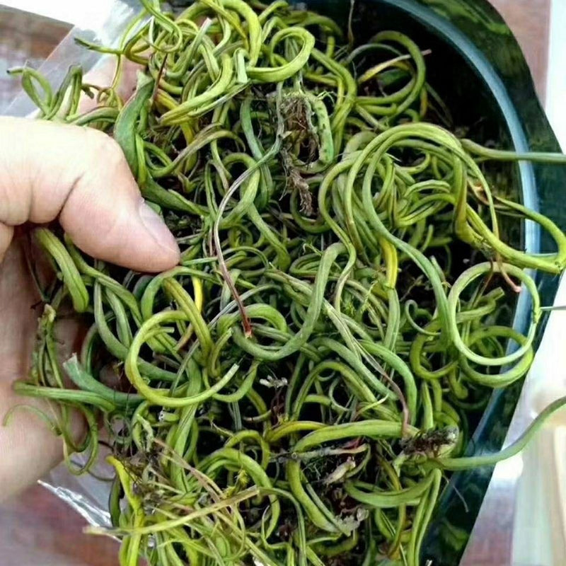 Shen Jing Cao 肾精草, Herb Tea Habenaria Ciliolaris, Kidney Care Tea Hua Shi Cao 化石草-Health Wisdom™