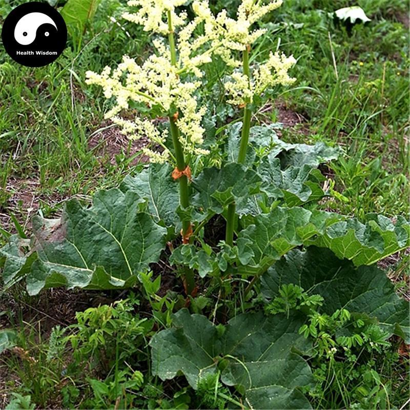 Sheng Da Huang 生大黃, Radix Rhizoma Rhei, Herb Rhubarb Root-Health Wisdom™