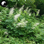 Sheng Ma 升麻, Rhizoma Cimicifugae, Largetrifoliolious Bugbane Rhizome, Cimicifuga Foetida Root-Health Wisdom™