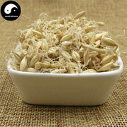 Sheng Mai Ya 生麥芽, Fructus Hordei Germinatus, Raw Malt-Health Wisdom™