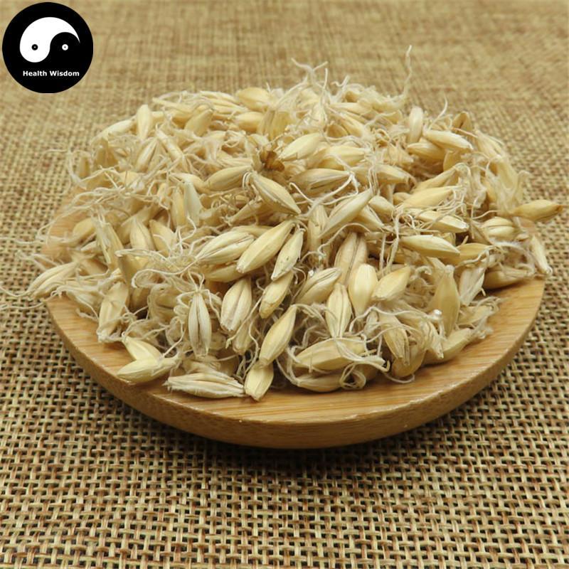 Sheng Mai Ya 生麥芽, Fructus Hordei Germinatus, Raw Malt-Health Wisdom™