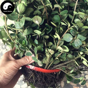 Shi Chan Cao 石蝉草, Dindygulen Peperomia Herb-Health Wisdom™