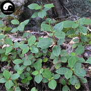Shi Chan Cao 石蝉草, Dindygulen Peperomia Herb-Health Wisdom™