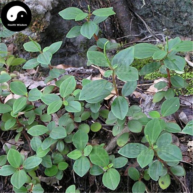 Shi Chan Cao 石蝉草, Dindygulen Peperomia Herb-Health Wisdom™