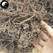 Shi Chan Cao 石蝉草, Dindygulen Peperomia Herb-Health Wisdom™