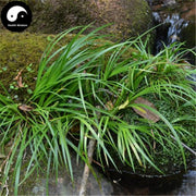 Shi Chang Pu 石菖蒲, Rhizoma Acori Graminei, Chang Pu, Rhizoma Acori Tatarinowii-Health Wisdom™