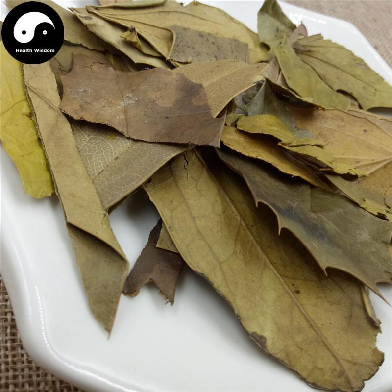 Shi Da Gong Lao Ye 十大功勞葉, Chinese Mahonia Leaf, Mao Er Ci, Ba Jiao Ci-Health Wisdom™