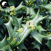 Shi Da Gong Lao Ye 十大功勞葉, Chinese Mahonia Leaf, Mao Er Ci, Ba Jiao Ci-Health Wisdom™