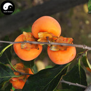 Shi Di 柿蒂, Calyx Diospyros Kaki, Persimmon Calyx And Receptacle-Health Wisdom™