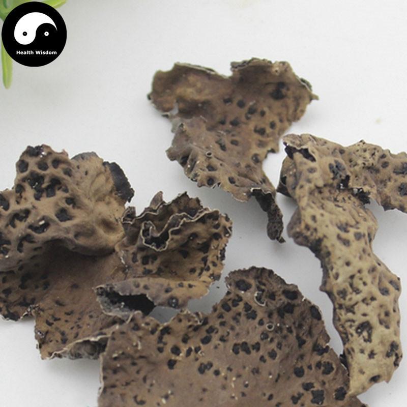 Shi Er 石耳, Umbilicaria Esculenta Miyoshi, Rock Tripe, Rock Ear, Stone Ear-Health Wisdom™