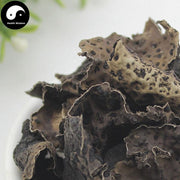 Shi Er 石耳, Umbilicaria Esculenta Miyoshi, Rock Tripe, Rock Ear, Stone Ear-Health Wisdom™