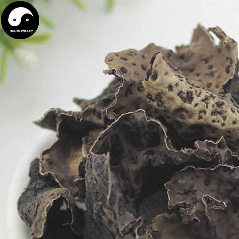 Shi Er 石耳, Umbilicaria Esculenta Miyoshi, Rock Tripe, Rock Ear, Stone Ear-Health Wisdom™