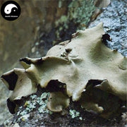 Shi Hua 石花, Di Yi 地衣, Parmelia Saxatilis, Fungi, Lichens-Health Wisdom™