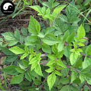 Shi Jian Chuan 石見穿, Chinese Sage Herb, Herba Salviae Chinensis, Zi Shen-Health Wisdom™