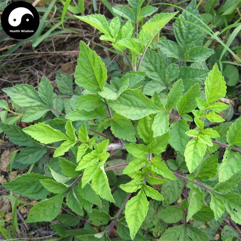 Shi Jian Chuan 石見穿, Chinese Sage Herb, Herba Salviae Chinensis, Zi Shen-Health Wisdom™
