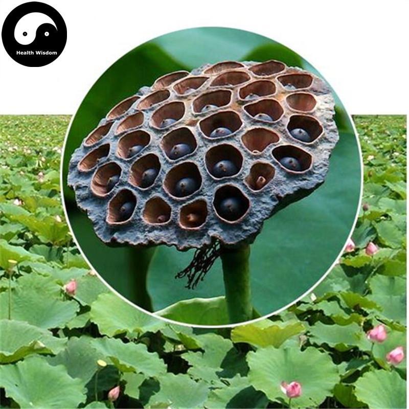 Shi Lian Zi 石蓮子, Black Lotus Seed-Health Wisdom™
