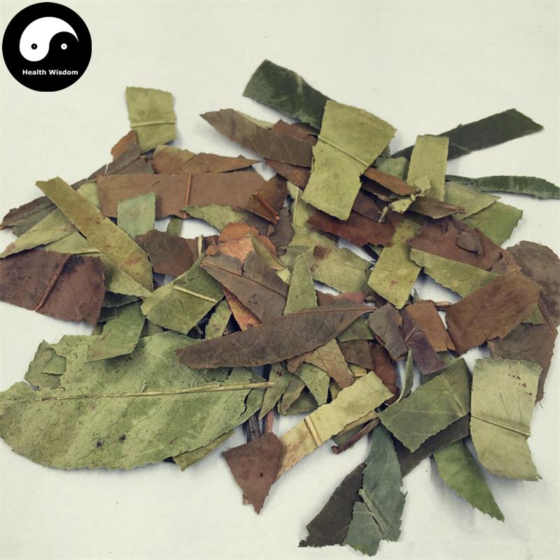 Shi Nan Ye 石楠葉, Folium Photiniae, Chinese Photinia Leaf-Health Wisdom™