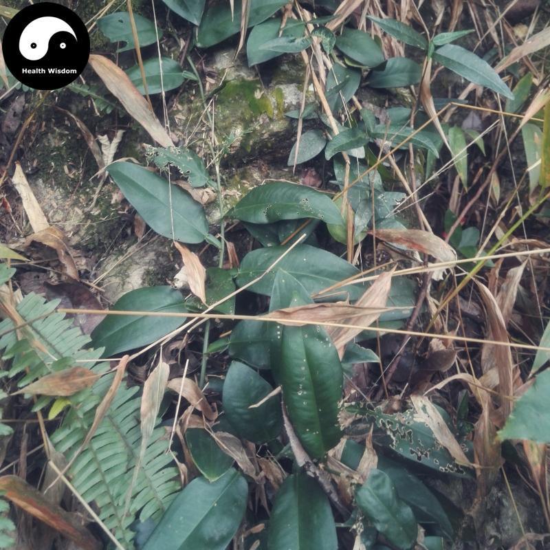 Shi Pu Teng 石蒲藤, Herba Pothos Chinensis, Shi Gan Zi-Health Wisdom™