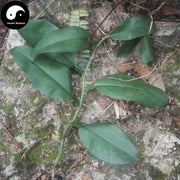 Shi Pu Teng 石蒲藤, Herba Pothos Chinensis, Shi Gan Zi-Health Wisdom™
