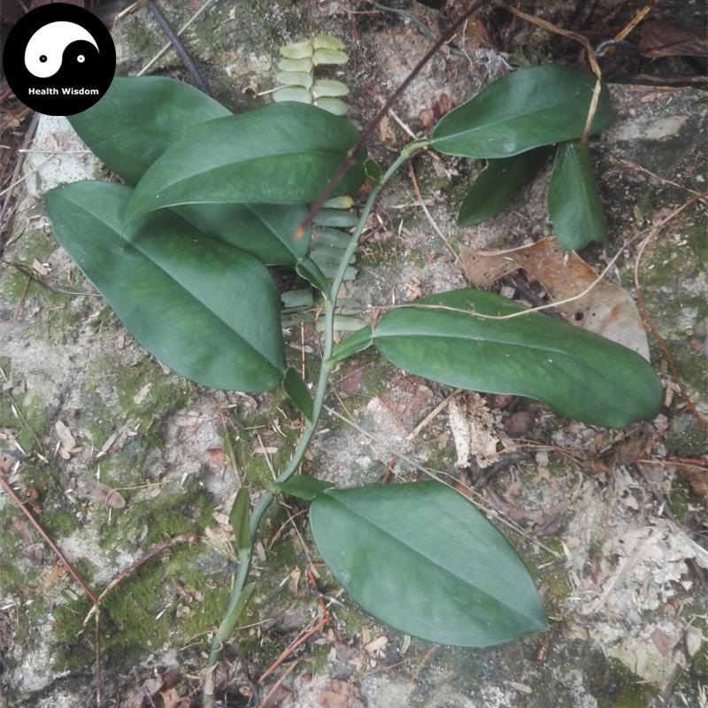 Shi Pu Teng 石蒲藤, Herba Pothos Chinensis, Shi Gan Zi-Health Wisdom™