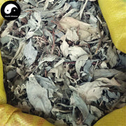 Shi Pu Teng 石蒲藤, Herba Pothos Chinensis, Shi Gan Zi-Health Wisdom™