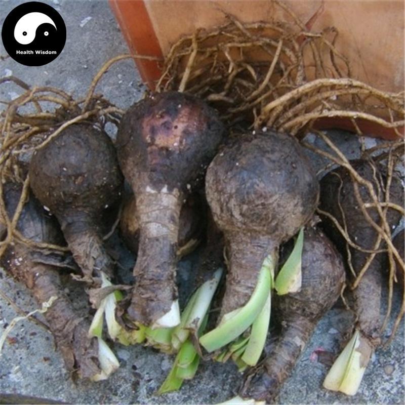 Shi Suan 石蒜, Rhizoma Lycoris Radiata, Lycoris Rhizome, Lao Ya Suan-Health Wisdom™