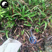 Shi Wei 石韋, Folium Pyrrosiae, Pyrrosia Leaf-Health Wisdom™