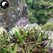 Shi Wei 石韋, Folium Pyrrosiae, Pyrrosia Leaf-Health Wisdom™