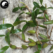 Shi Xian Tao 石仙桃, Chinese Pholidota Herb, Herba Pholidotae Chinensis, Shi Gan Lan-Health Wisdom™