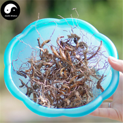 Shi Xian Tao 石仙桃, Chinese Pholidota Herb, Herba Pholidotae Chinensis, Shi Gan Lan-Health Wisdom™