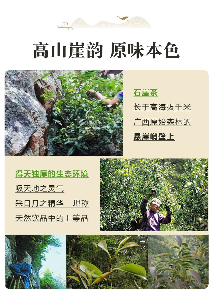 Shi Ya Cha 石崖茶, Adinandra Glischrolom Tea, Wild Shi Yan Cha 石岩茶, Organic Stone Tea Shayacha-Health Wisdom™