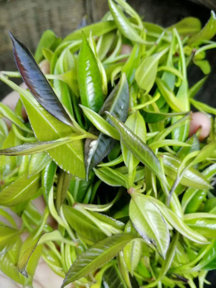 Shi Ya Cha 石崖茶, Adinandra Glischrolom Tea, Wild Shi Yan Cha 石岩茶, Organic Stone Tea Shayacha-Health Wisdom™