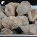 Shi Yan 石燕, Spirifer, Herbal Mineral